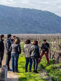 tour mediterráneo terramater wines 