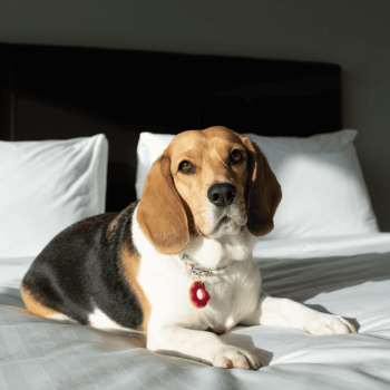 DÍA MUNDIAL DEL PERRO